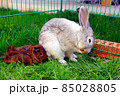 A gray domestic rabbit with guinea pigs 85028805