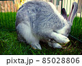 A gray rabbit grooming 85028806