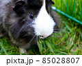 Black and White Guinea Pig Eating Grass 85028807