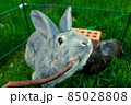 A gray rabbit close up with a stick 85028808