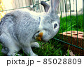 A gray rabbit grooming 85028809