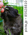 Black and White Guinea Pig Eating Grass 85028810