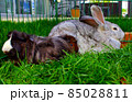 A gray domestic rabbit with guinea pigs 85028811