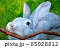 A gray rabbit close up with a stick 85028812