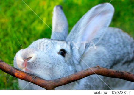 A gray rabbit close up with a stick A gray rabbit close up with a stick 85028812