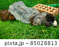 A gray domestic rabbit with guinea pigs 85028813