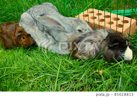 A gray domestic rabbit with guinea pigs 85028813