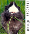 Black and White Guinea Pig Eating Grass 85028814