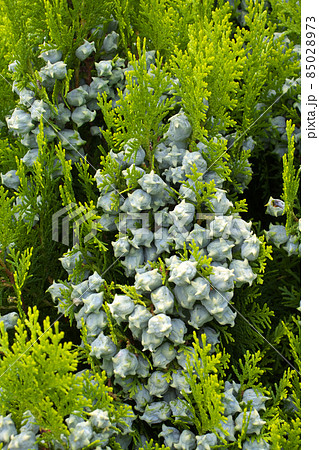 コノテガシワ 85028973