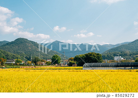 Golden paddy field and countryside village in Daegu, Korea 85029272