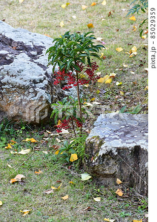 臼杵城下町 武家屋敷 稲葉家下屋敷 臼杵城下町 武家屋敷 稲葉家下屋敷 85029359