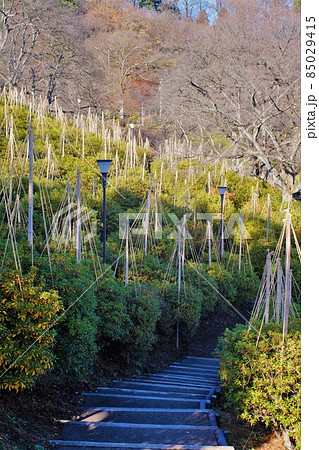 福井県鯖江市　冬の西山公園の雪吊り 85029415