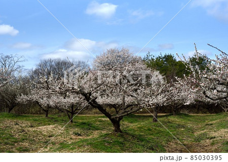 京都 綾部市梅林公園 梅の花 京都 綾部市梅林公園 梅の花 85030395
