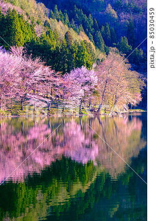 中綱湖の桜 中綱湖の桜 85030459