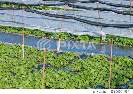 冬の安曇野のわさび田 冬の安曇野のわさび田 85030494