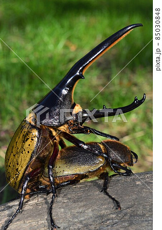 ヘラクレスオオカブトのヘラクレスヘラクレスのオスとメスの交尾　樹木の上で 85030848