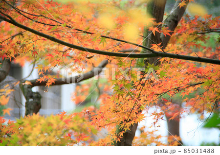 街角の紅葉 オレンジ色の世界 街角の紅葉 オレンジ色の世界 85031488