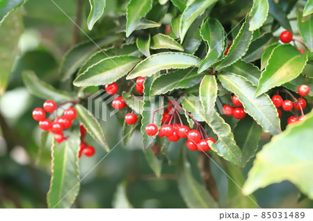 赤い実をつけた万両（マンリョウ） 85031489
