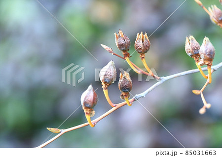 夏椿(ナツツバキ)の種子 夏椿(ナツツバキ)の種子 85031663
