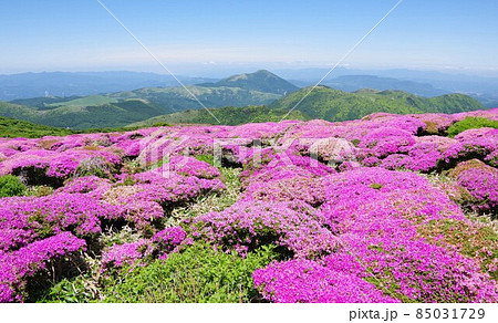 大分県　ミヤマキリシマの咲く扇ヶ鼻から由布方面を望む 85031729