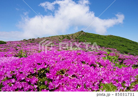 大分県　扇ヶ鼻山頂に咲く満開のミヤマキリシマ 85031731