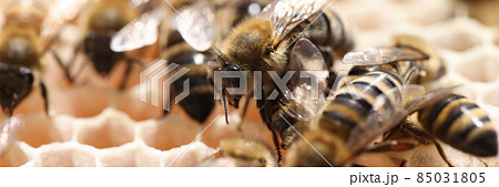 Worker bees as backbone of hive closeup 85031805