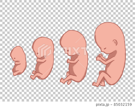 3 months gestation fetal growth process 85032159
