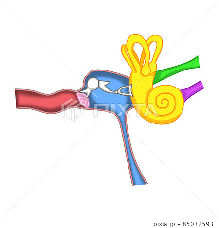 人間の耳の内部構造(イメージ図) 人間の耳の内部構造(イメージ図) 85032593