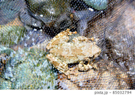 カジカが岩の上に居た カジカが岩の上に居た 85032794