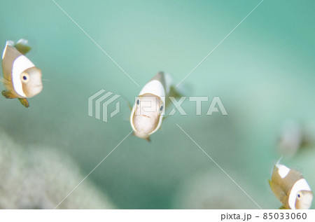 トウアカクマノミ・幼魚・沖縄・恩納村・万座.3 トウアカクマノミ・幼魚・沖縄・恩納村・万座.3 85033060