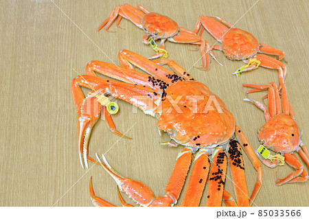 越前ガニ　セイコガニ 85033566