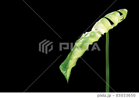 Monstera Thai Constellation leaf isolated on black background 85033650