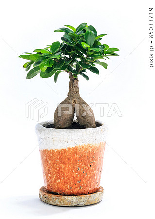 観葉植物、キジムナーが宿るガジュマルの鉢植え【白背景】 85033719