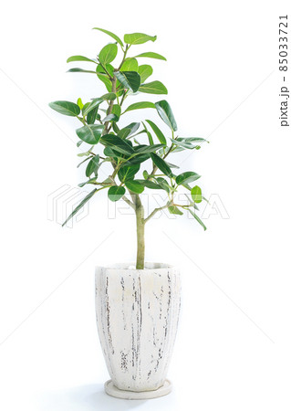 フィカス・ベンガレンシスの植え込み 85033721