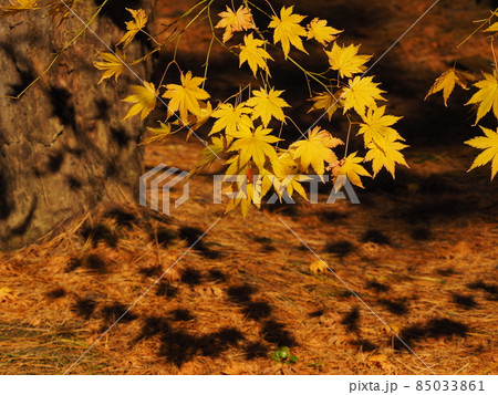 五十公野御茶屋の紅葉 85033861