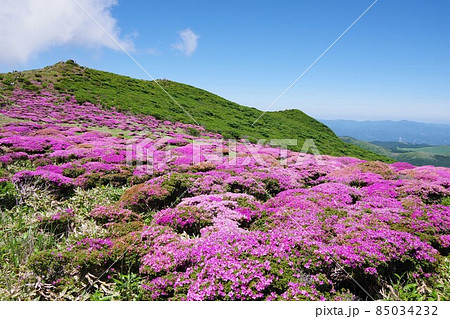 大分県 扇ヶ鼻山頂に咲くミヤマキリシマを望む 大分県 扇ヶ鼻山頂に咲くミヤマキリシマを望む 85034232