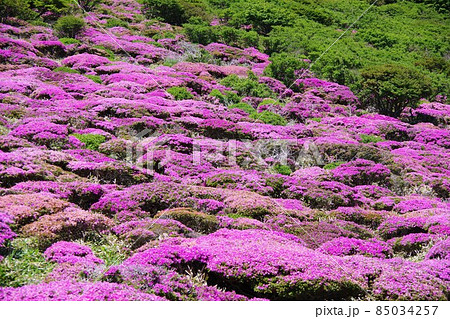 大分県　扇ヶ鼻に咲くミヤマキリシマ 85034257