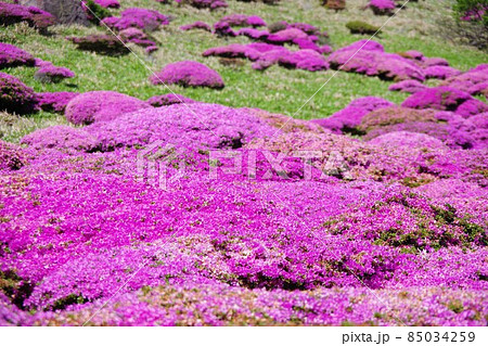 大分県　扇ヶ鼻に咲くミヤマキリシマ 85034259