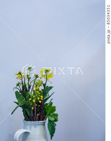 菜の花 85034351