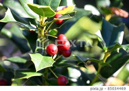 ヒイラギモチの赤い実 ヒイラギモチの赤い実 85034469