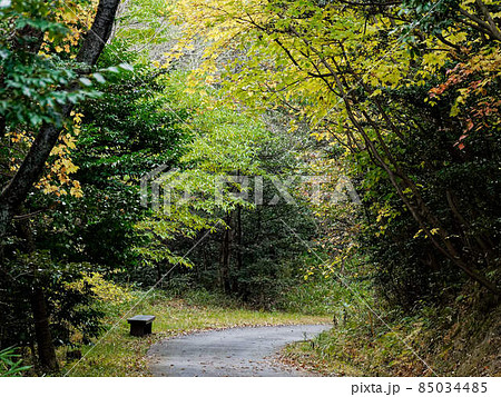 森の散策路 ベンチのある風景 森の散策路 ベンチのある風景 85034485