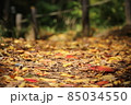 自然教育園の秋色の散策路 85034550