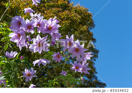 皇帝ダリア 皇帝ダリア 85034652