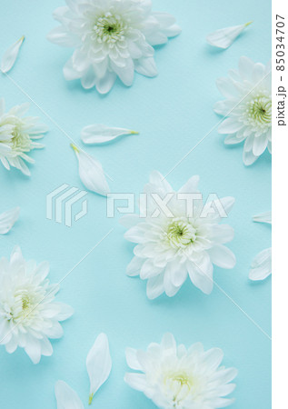 White chrysanthemums  on a blue background 85034707