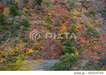 静岡県榛原郡川根本町　紅葉の寸又峡 85034750