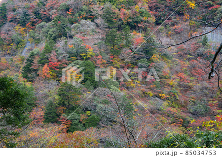 静岡県榛原郡川根本町　紅葉の寸又峡 85034753
