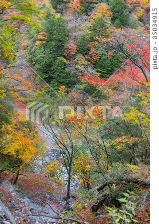 静岡県榛原郡川根本町　紅葉の寸又峡 85034915