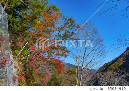 静岡県榛原郡川根本町　紅葉の寸又峡 85034919