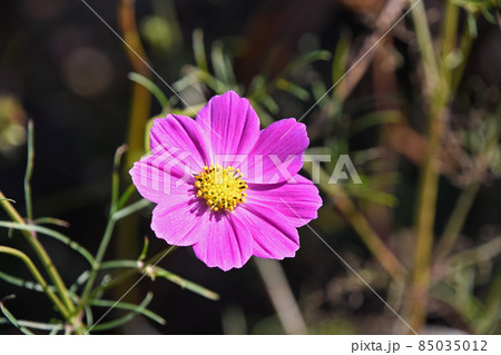 コスモス(秋桜) コスモス(秋桜) 85035012