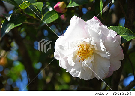 サザンカ(山茶花) サザンカ(山茶花) 85035254